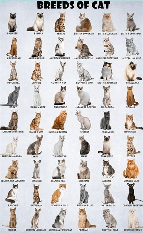 Top Cat Video Odds .